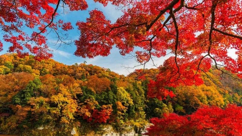 Top 10 maple viewing spots in the United States, you must go this fall!